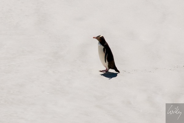 New Zealand 09 10  183